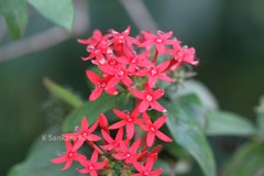 Pentas lanceolata